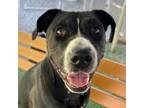 Adopt Bella a Black - with White American Staffordshire Terrier / Pit Bull
