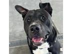 Adopt BlackJack a Black - with White American Staffordshire Terrier / Pit Bull
