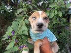 Adopt jason a Mixed Breed (Medium) / Mixed dog in Carlsbad, CA (39033045)
