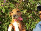 Adopt Nicole a Mixed Breed (Medium) / Mixed dog in Carlsbad, CA (39033042)