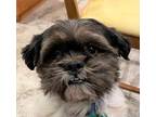 Adopt Razzle Dazzle a White - with Black Shih Tzu / Mixed dog in Little Rock