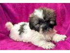 Lhasa Apso Puppy for sale in Springfield, MO, USA