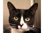 Adopt Bonnie a Domestic Shorthair / Mixed cat in Sioux City, IA (39044599)