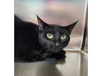 Adopt Freddy a Domestic Shorthair / Mixed cat in Sioux City, IA (39044598)