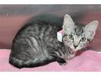 Adopt Lena - 38131 a Gray, Blue or Silver Tabby Domestic Shorthair / Mixed
