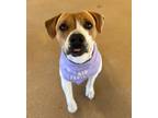 Adopt Bonnie a Pit Bull Terrier / Labrador Retriever / Mixed dog in Lincoln