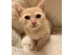 Adopt Klaus* /front Lobby #7 a Domestic Shorthair / Mixed cat in Pomona