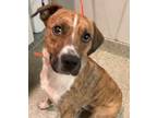 Adopt Curly* a Pit Bull Terrier / Mixed dog in Pomona, CA (39033698)