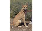 Adopt Bolt* a German Shepherd Dog / Mixed dog in Pomona, CA (39044541)
