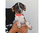 Adopt Holly a Mixed Breed (Medium) / Mixed dog in Rancho Santa Fe, CA (39000818)