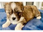Lhasa Apso Puppy for sale in Jackson, MS, USA
