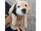 Adopt Sage a Mixed Breed (Medium) / Mixed dog in Rancho Santa Fe, CA (39000813)