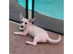 Adopt Nepal a Mixed Breed (Medium) / Mixed dog in Rancho Santa Fe, CA (39017349)