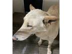 Adopt Kobe* a German Shepherd Dog / Mixed dog in Pomona, CA (39044538)