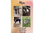 Adopt MIA– 1 ½ FEMALE LAB PIT MIX a Black - with White Labrador Retriever /