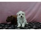 Maltese Puppy for sale in Fort Wayne, IN, USA