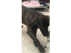 Adopt NIGHT a Black Shepherd (Unknown Type) / Mixed dog in Houston