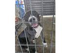Adopt Carla a Black Labrador Retriever / Mixed dog in Baton Rouge, LA (39044341)