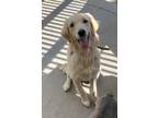 Adopt Angel a White - with Tan, Yellow or Fawn Golden Retriever / Great Pyrenees