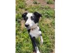 Adopt Dos a White - with Black Border Collie / Mixed dog in Deerfield