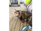 Adopt Cherish a Gray or Blue (Mostly) Domestic Longhair / Mixed (long coat) cat