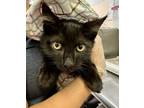 Adopt Nova a All Black Domestic Mediumhair / Domestic Shorthair / Mixed cat in