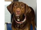 Adopt Scarlett a Brown/Chocolate Labrador Retriever / Mixed dog in Decatur