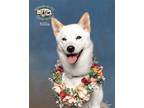 Adopt Nilla a White Shiba Inu / Mixed dog in Lincoln, NE (39044176)