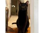 Adopt Teriyaki a All Black Domestic Shorthair / Mixed cat in Shawnee