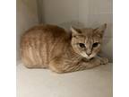 Adopt Harry a Orange or Red Domestic Shorthair / Mixed cat in Fairport