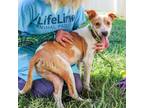 Adopt Pontrelli a White Mixed Breed (Medium) / Mixed dog in Chamblee