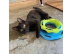 Adopt Shirley a All Black Domestic Shorthair / Mixed cat in Kanab, UT (39043862)