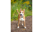 Adopt Prince Louie a Tan/Yellow/Fawn Shepherd (Unknown Type) / Mixed dog in