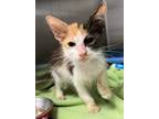 Adopt Sicily a Domestic Shorthair / Mixed cat in LAFAYETTE, LA (39043699)