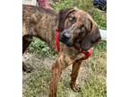 Adopt Ace a Brindle Plott Hound / Mixed dog in Gwinn, MI (38999080)