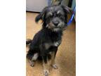 Adopt Theo a Black Terrier (Unknown Type, Small) / Mixed dog in Madera