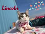 Adopt Lincoln a White Domestic Shorthair / Domestic Shorthair / Mixed cat in