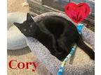 Adopt Cory a All Black Domestic Shorthair / Domestic Shorthair / Mixed cat in