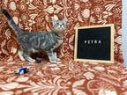 Adopt Petra a Gray or Blue Domestic Shorthair / Domestic Shorthair / Mixed cat