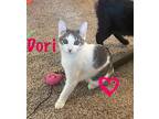 Adopt Dori a White Domestic Shorthair / Mixed Breed (Medium) / Mixed (short