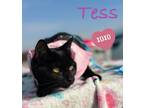 Adopt Tess a All Black Domestic Shorthair / Domestic Shorthair / Mixed cat in
