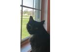 Adopt Finn a All Black Domestic Shorthair / Mixed cat in Mustang, OK (39043414)