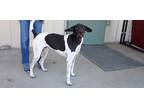 Adopt Hansi a Black - with White Plott Hound / German Shorthaired Pointer dog in