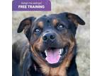 Adopt BEAR (local), sf/jo a Black - with Tan, Yellow or Fawn Rottweiler / Mixed