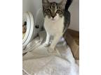 Adopt Swing Set a Gray or Blue Domestic Shorthair / Domestic Shorthair / Mixed