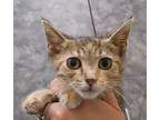 Adopt Katz a Domestic Shorthair / Mixed cat in Lexington, KY (39029607)