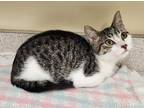 Adopt Sassper a Domestic Shorthair / Mixed cat in Lexington, KY (39029606)