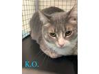 Adopt K.O. *working Cat* a Domestic Mediumhair / Mixed (medium coat) cat in