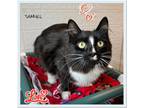 Adopt Samuel a Domestic Mediumhair / Mixed cat in Orangeville, ON (39043207)