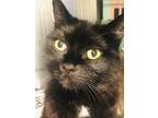 Adopt Midnight a Domestic Shorthair / Mixed cat in Pembroke, ON (39043214)